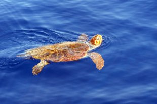 A loggerhead turtle comes up for air in Zakynthos. Image by Spyros Kapsaskis / CC BY 2.0