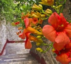 Flowers and byzantine monateries at Mystras on the Peloponnese Peninisula, Greece on Mallory on Travel adventure, adventure travel, photography Iain Mallory-300-2-1_flowers
