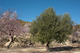 Greek Olive Tree