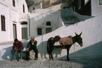 Men with Donkey in Santorini Town